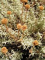 Santoline - Santolina chamaecyparissus (en Corse) (03) (Photo F. Mrugala)